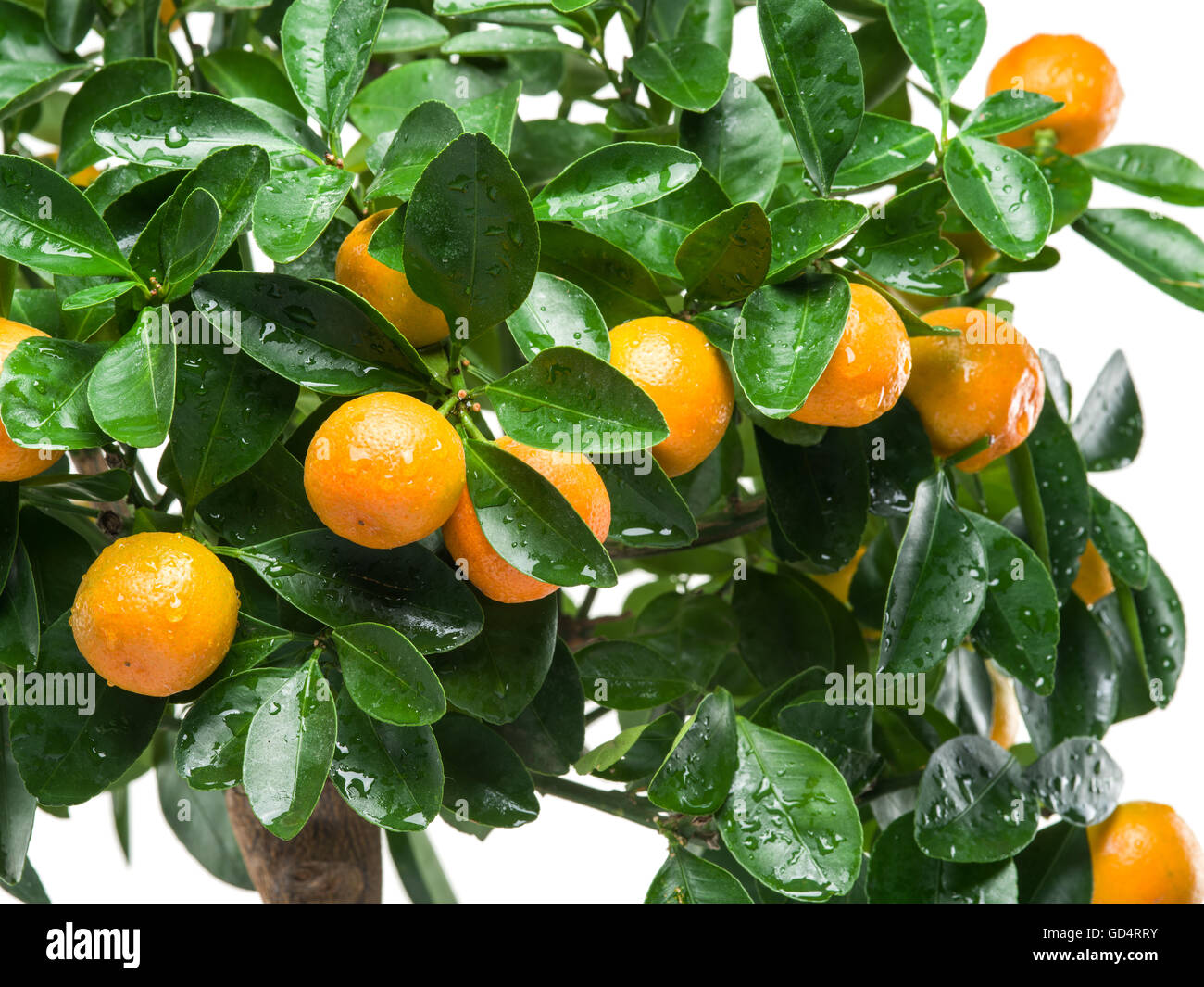 Maturi frutti mandarino sull'albero. Sfondo bianco. Foto Stock