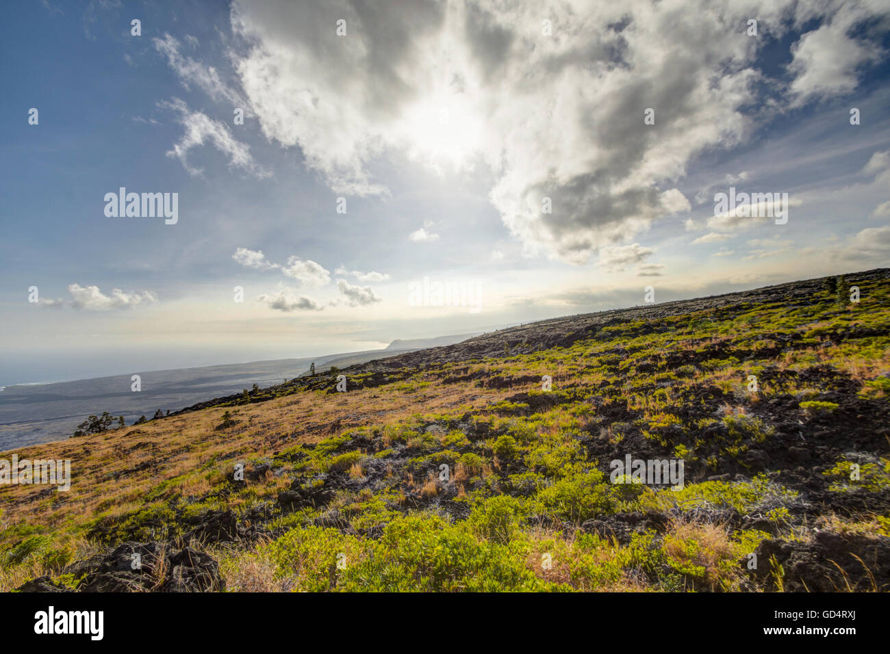 Paesaggio con cespugli di erba sul suolo di origine vulcanica isola grande . Hawaii. Stati Uniti d'America Foto Stock