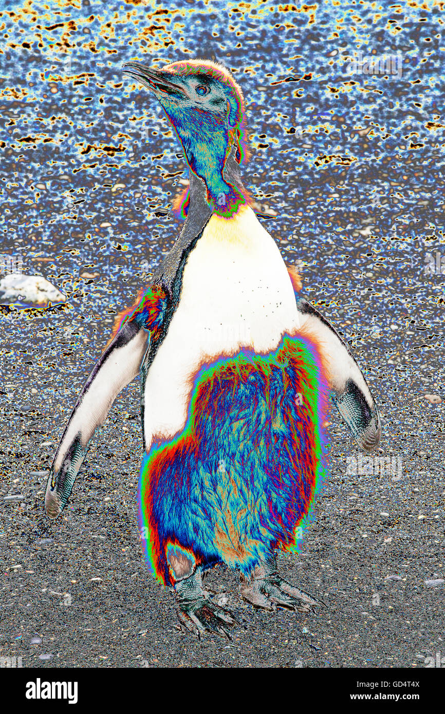 Un giovane re Penguin moulting dal suo bambino giù per adulto piume al porto di oro, Georgia del Sud, Oceano Meridionale. Foto Stock