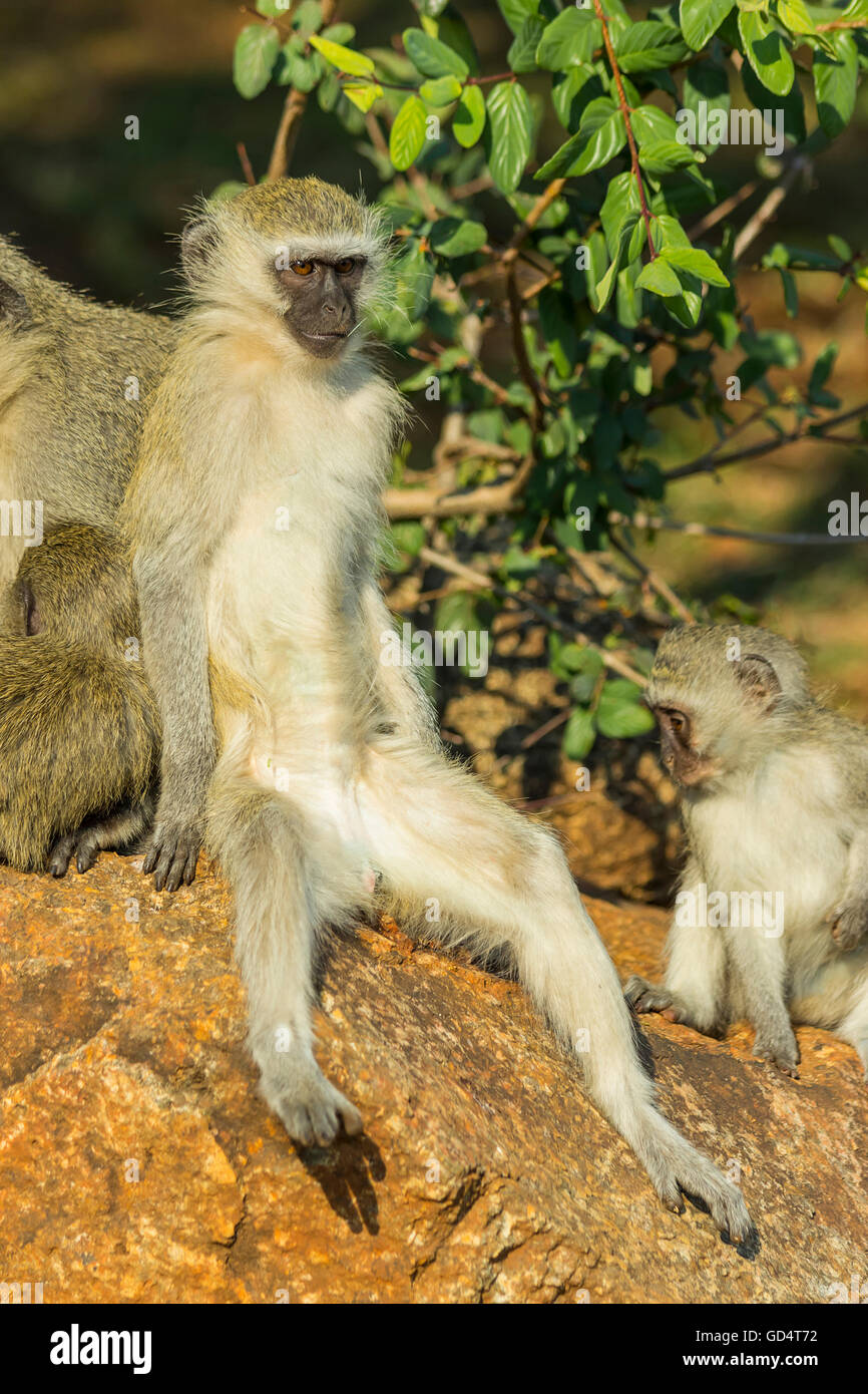 Rilassata vervet monkey seduto su una roccia con gambe divaricate Foto Stock