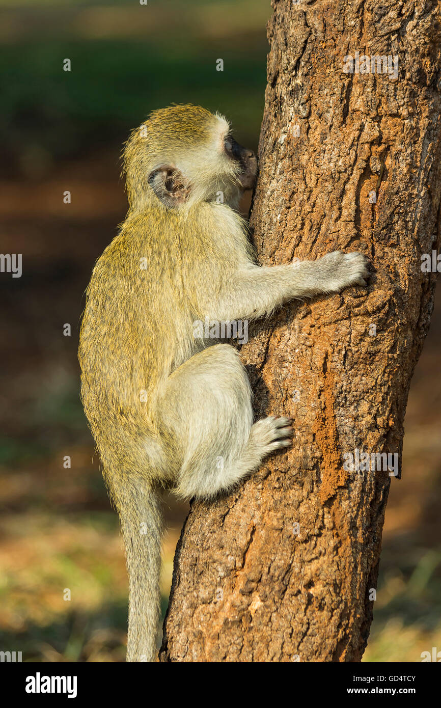 Baby vervet monkey rampicante e succhiare la linfa degli alberi Foto Stock