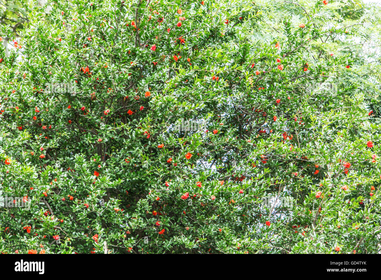 Sbocciato melograno. La natura dello sfondo. Foto Stock