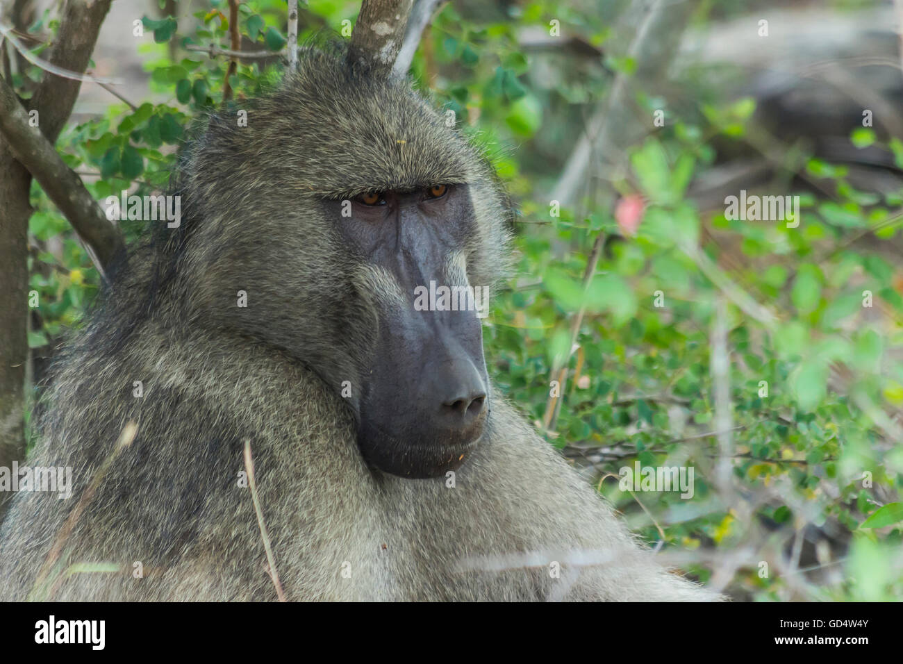 Ritratto di un babbuino grande nella boccola Foto Stock