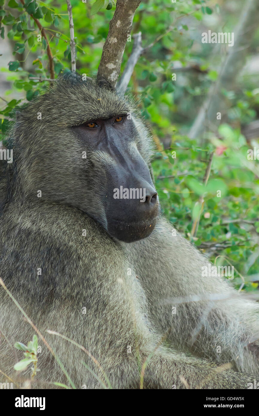 Ritratto di un babbuino grande nella boccola Foto Stock