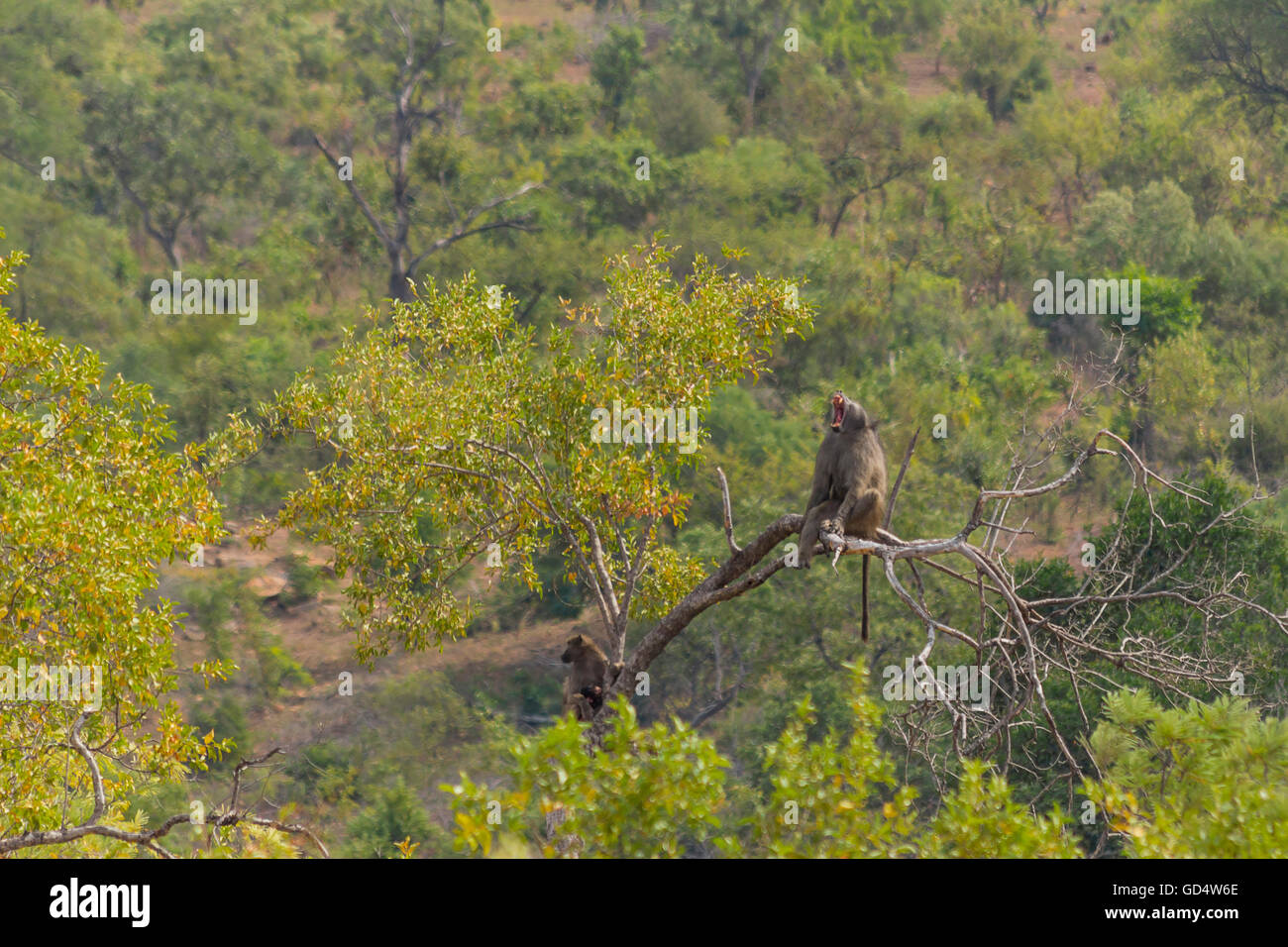 Grande babbuino sbadigliare in un albero a distanza Foto Stock