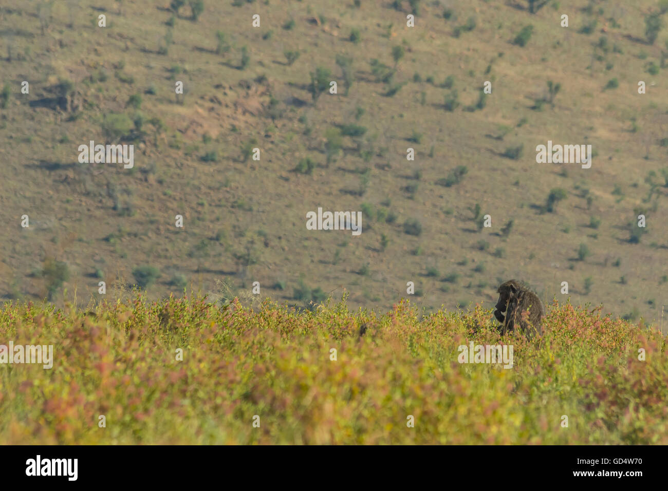 Grande babbuino rovistando nelle bussole contro uno sfondo di montagna Foto Stock