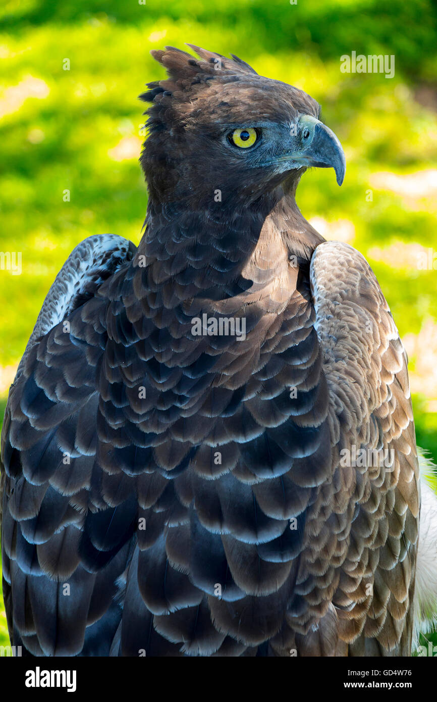 Close up ritratto di martial eagle Foto Stock