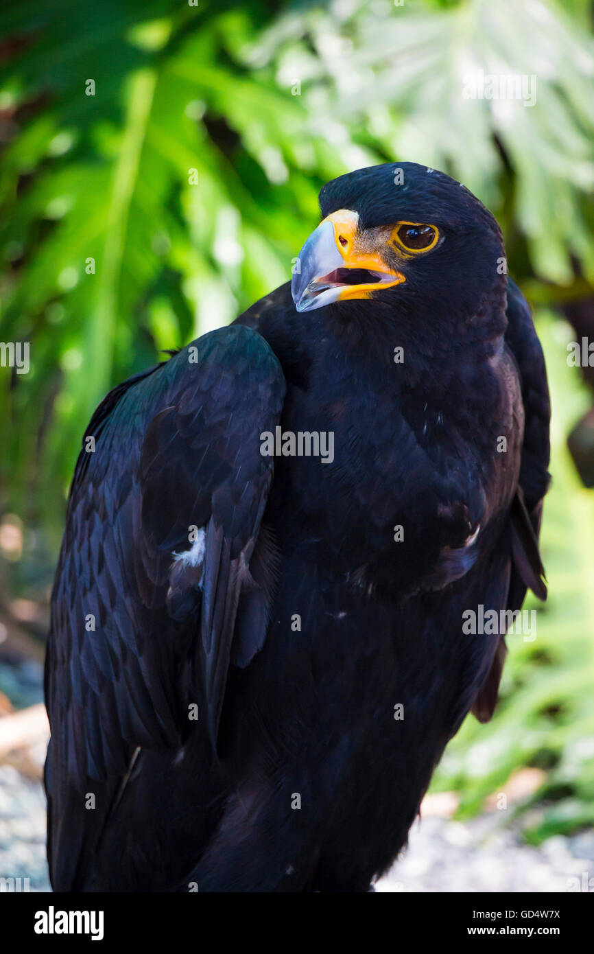 Close up ritratto di black eagle Foto Stock