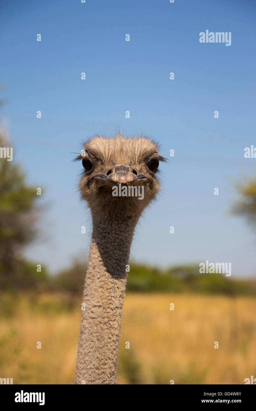 Close up ritratto di struzzo Foto Stock