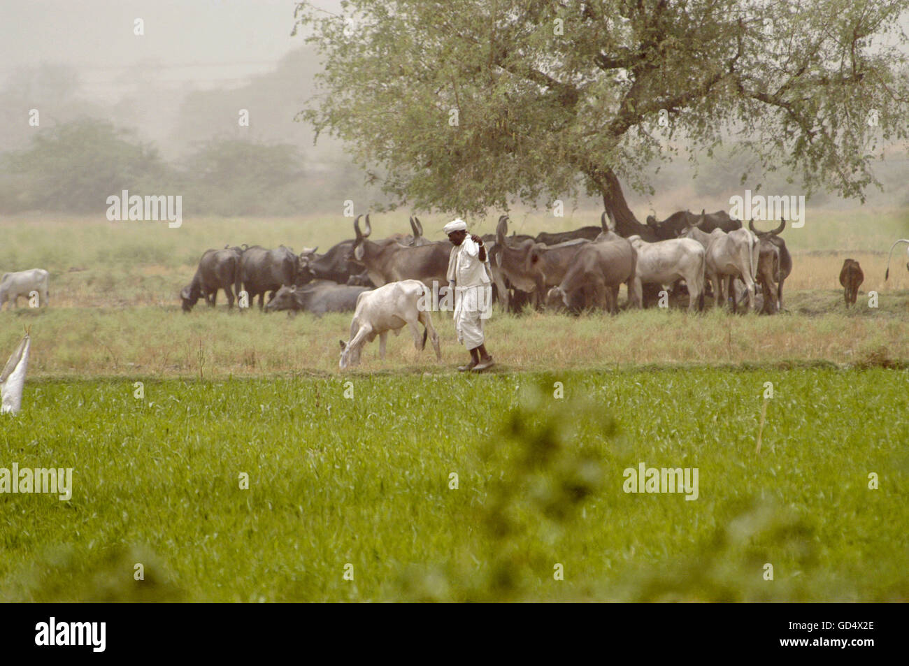 Pascola il bestiame Foto Stock