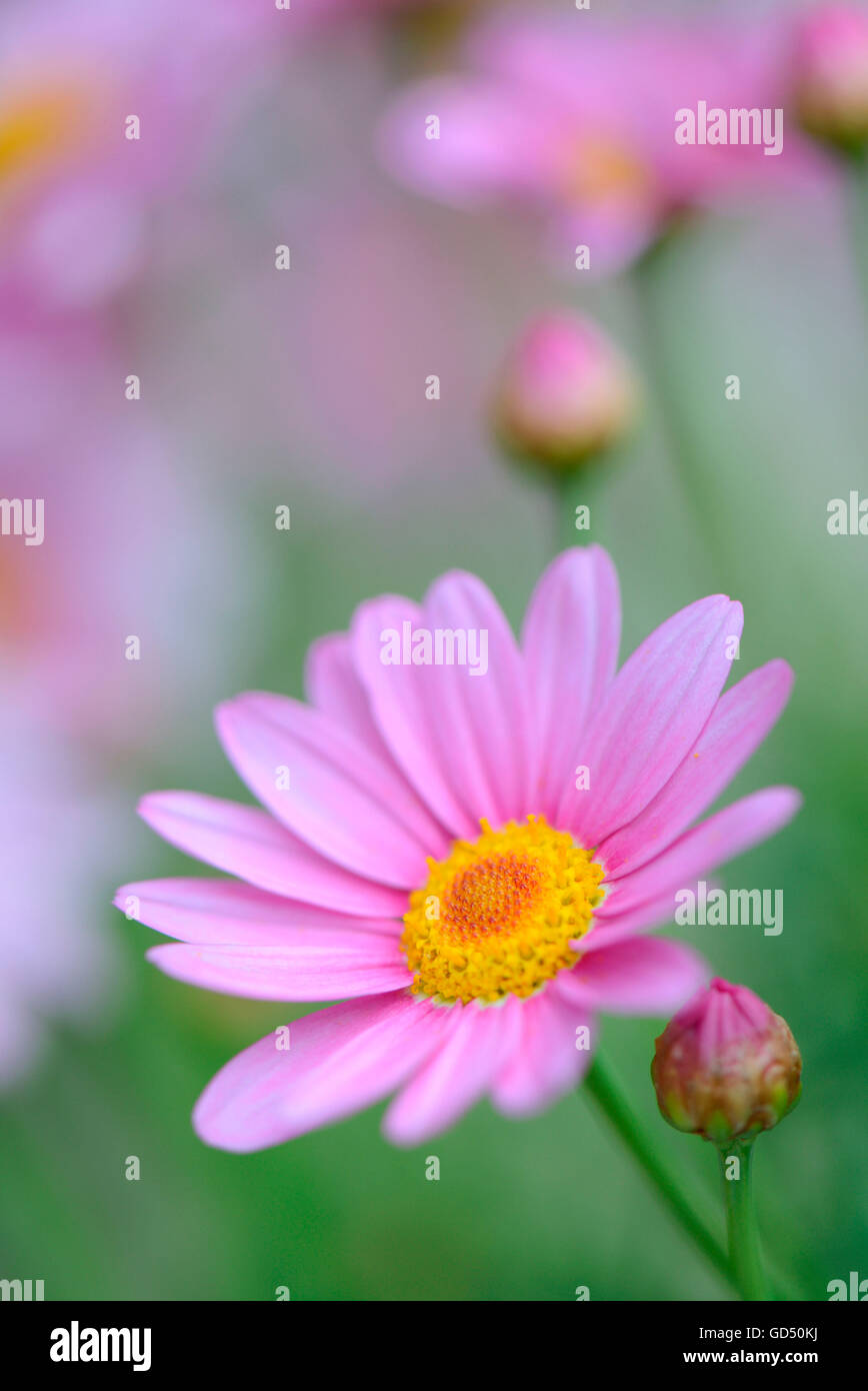Margeriten, crisantemo leucanthemum Foto Stock