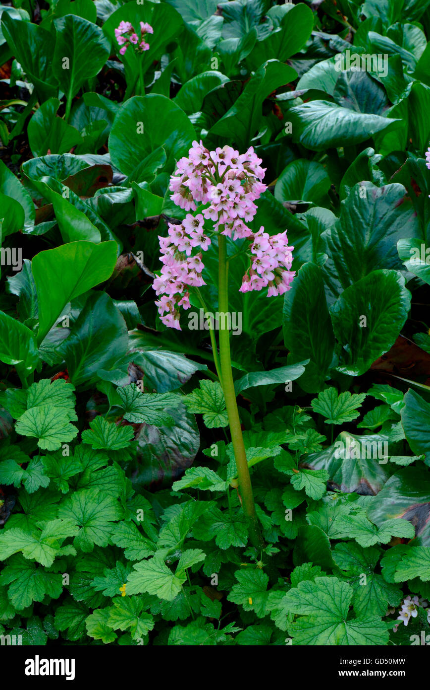Bergenie 'Oeschberg' / (Bergenia cordifolia) Foto Stock