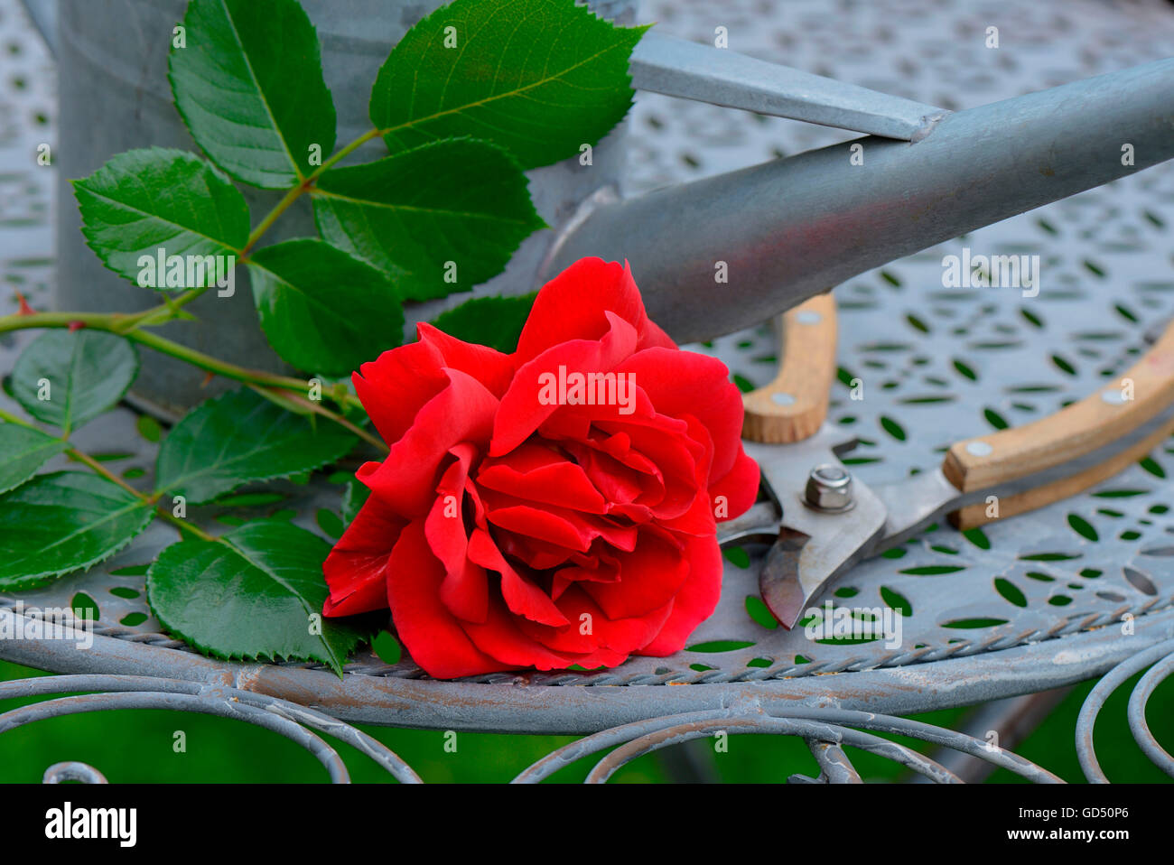 Rosenbluete mit Giesskanne und Gartenschere, Sorte Sympathie Foto Stock