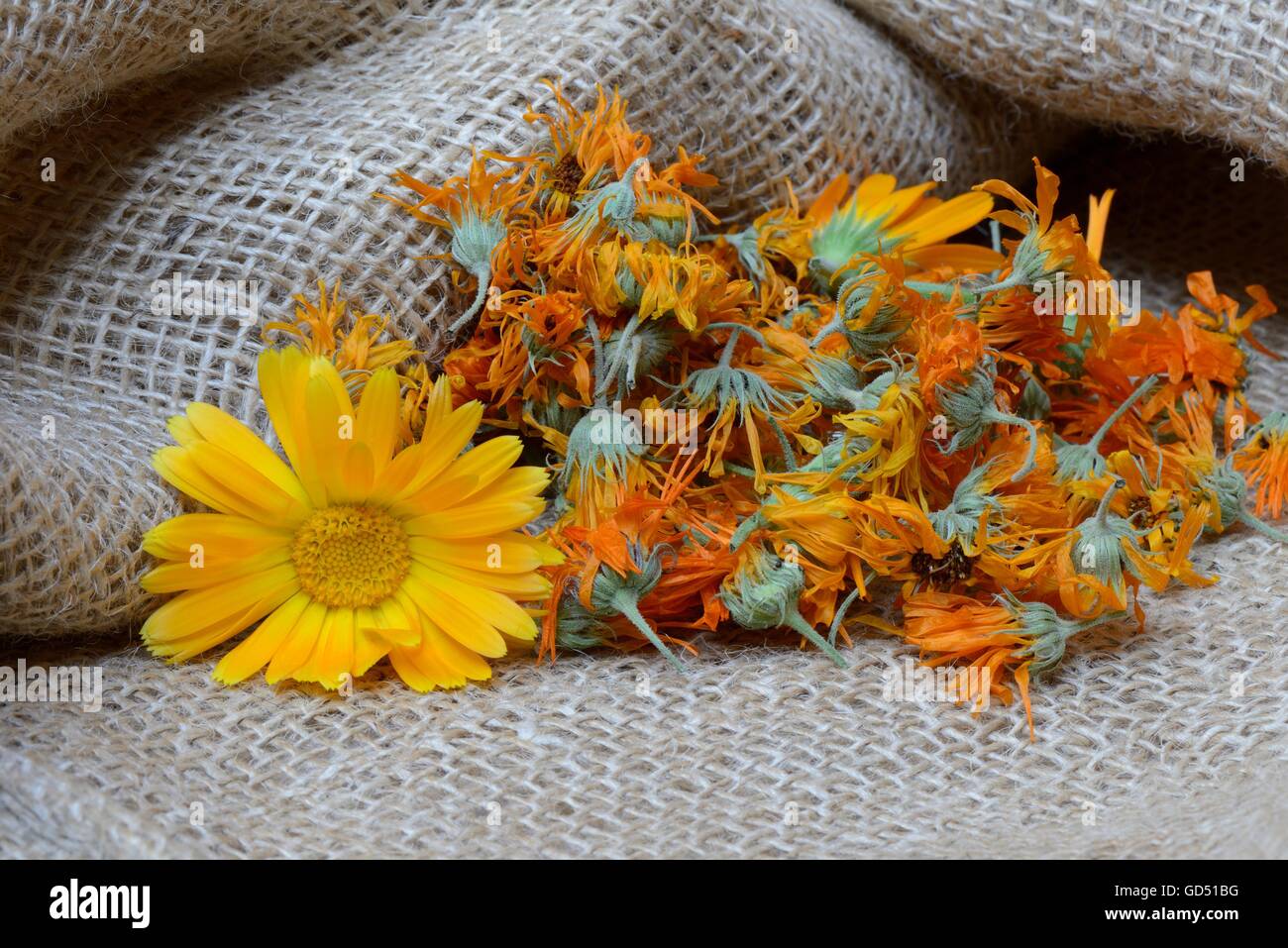 Getrocknete Ringelblumen-Blueten Foto Stock