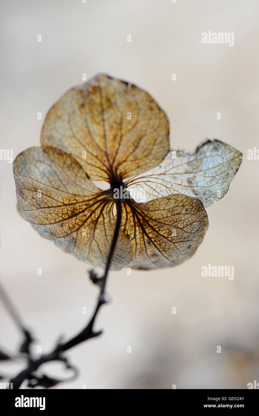 Hortensie, Hydrangea macrophylla Foto Stock
