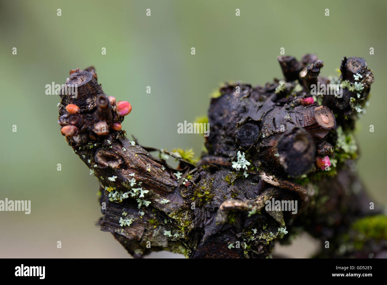 Weinrebe, Knospen un altem Weinstock, Vitis vinifera Foto Stock