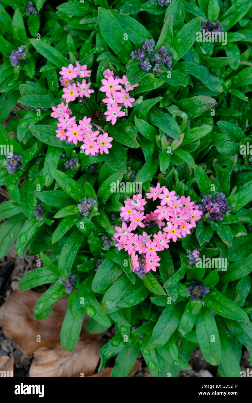 Dimenticare di legno-me-non, varietà Victoria rose / (Myosotis sylvatica) Foto Stock