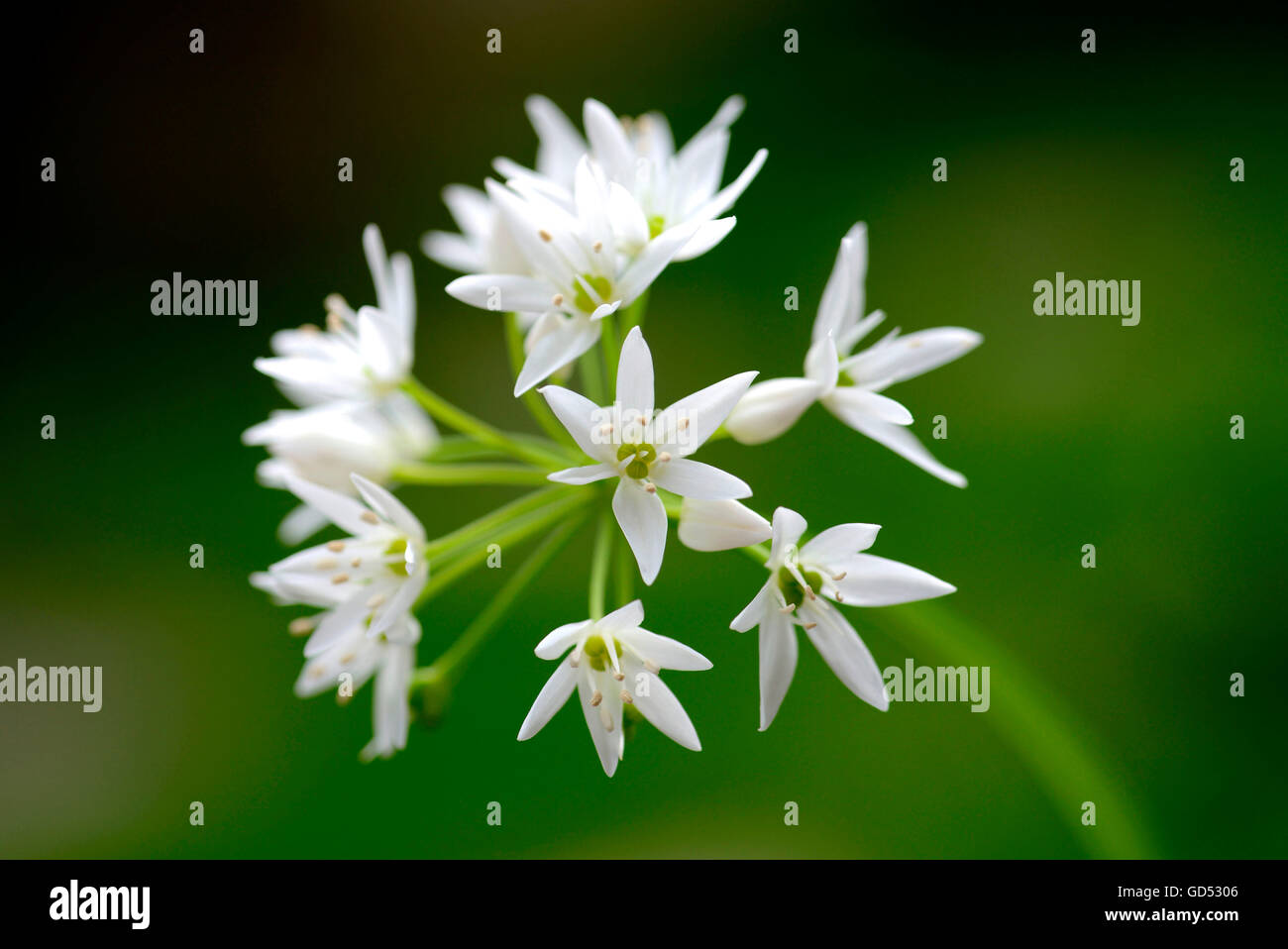 Ramson / (Allium ursinum) Foto Stock