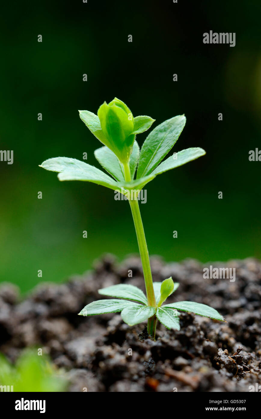 Linguetta a disco / (Galium odoratum) Foto Stock