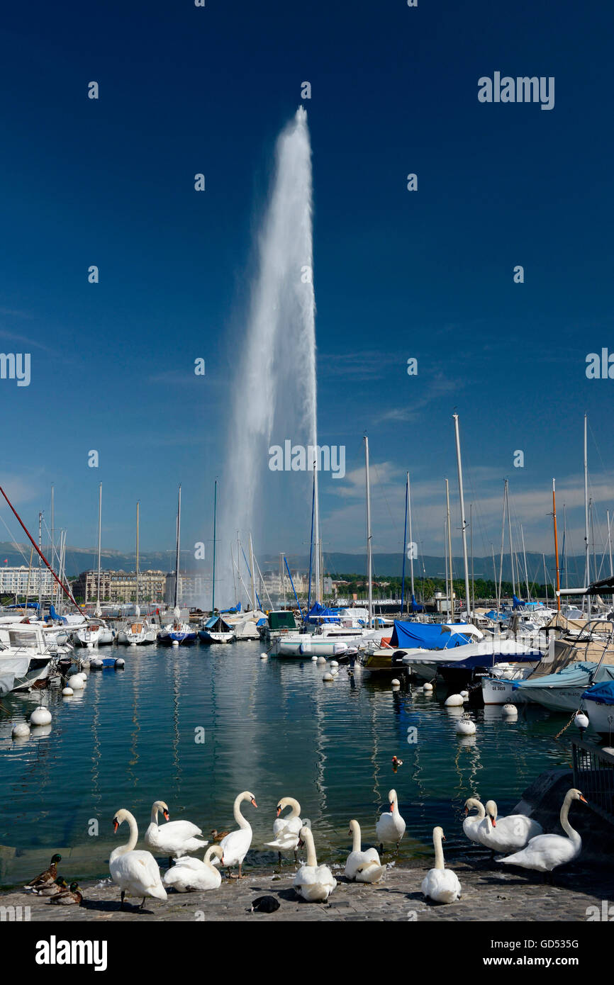 Fontana Jet d'eau, Ginevra, il cantone di Ginevra, Svizzera Foto Stock