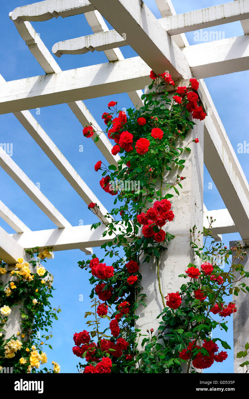 Rambling rose, varietà Paolo Scarlet Climer (W.Paolo 1916) e Mme P.S. Dupont (Mallerin 1929), giardino di rose, il Parc de la Grange di Ginevra, il cantone di Ginevra, Svizzera Foto Stock
