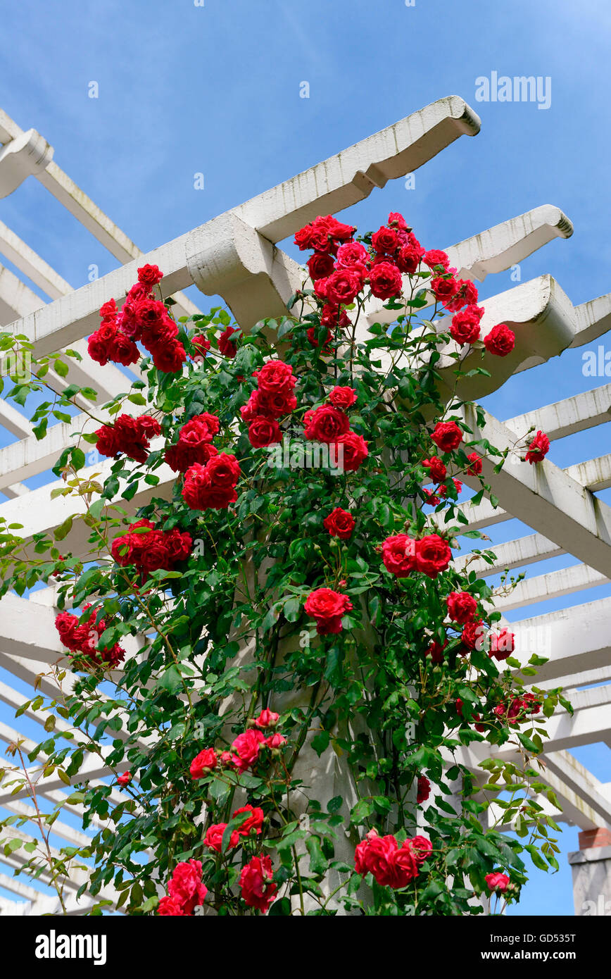 Rambling Rosa, varietà Paolo Scarlet Climer (W.Paolo 1916), giardino di rose, il Parc de la Grange di Ginevra, il cantone di Ginevra, Svizzera Foto Stock