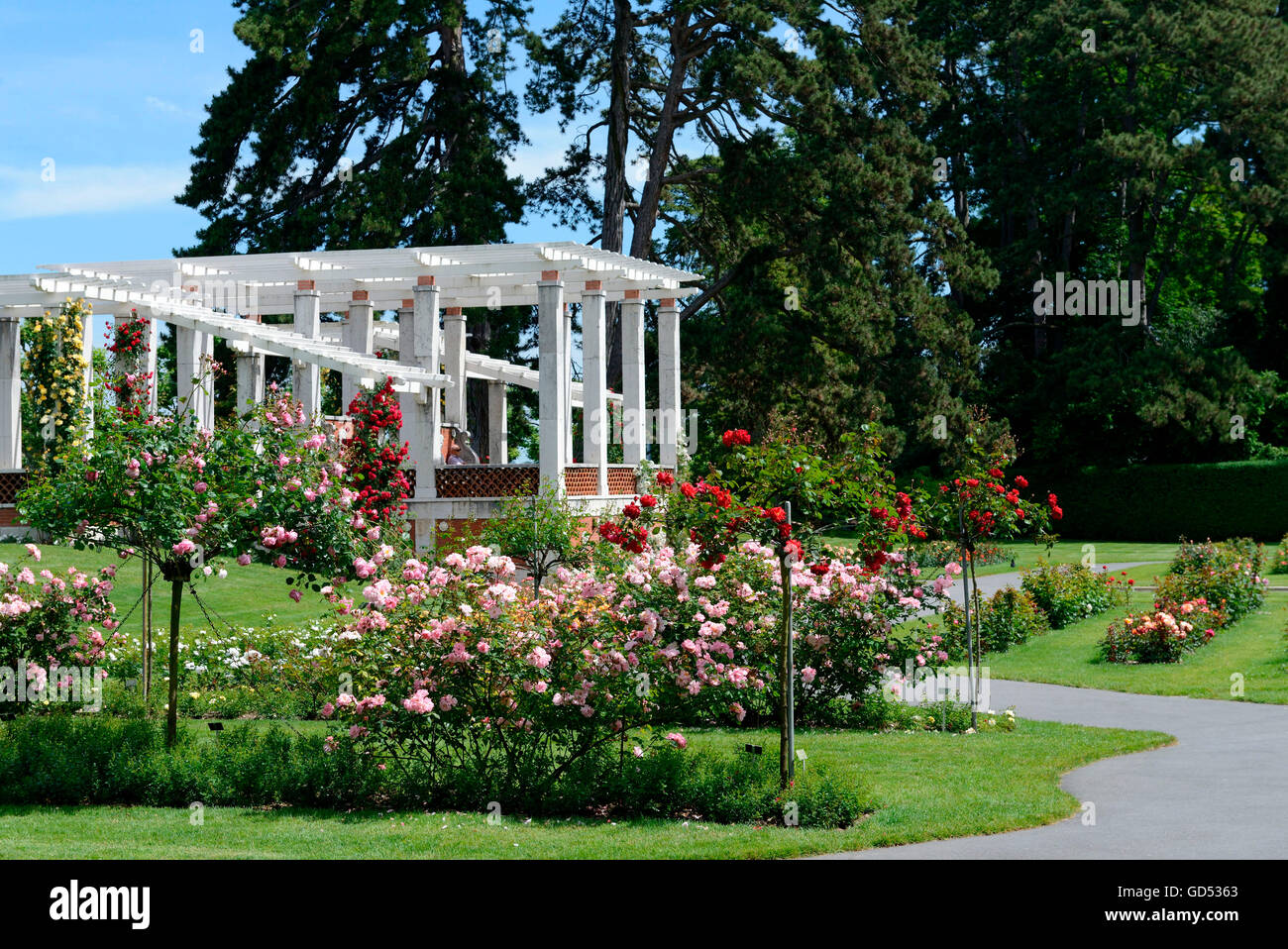Giardino di Rose, il Parc de la Grange di Ginevra, il cantone di Ginevra, Svizzera Foto Stock