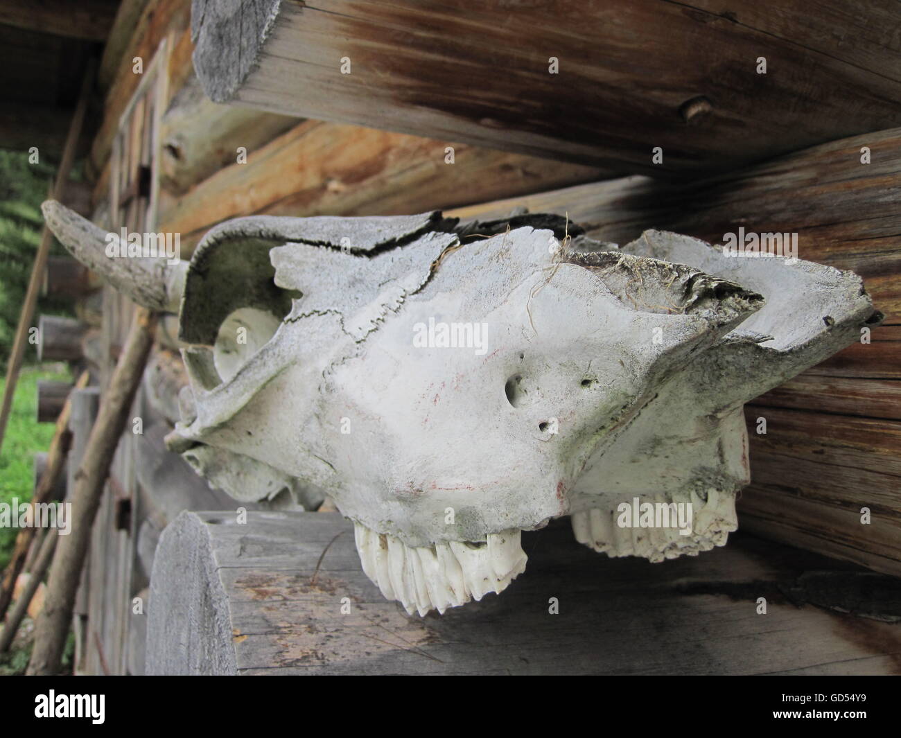Cranio di animali che si trova sul lato di una casa in legno, Allgau, Germania Foto Stock