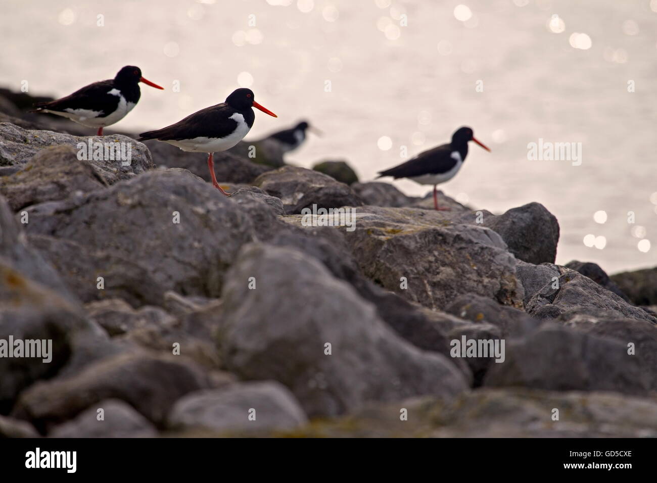 Gruppo Oystercatchers seduta sul terrapieno di pietra presso il mare di Wadden, Paesi Bassi Foto Stock