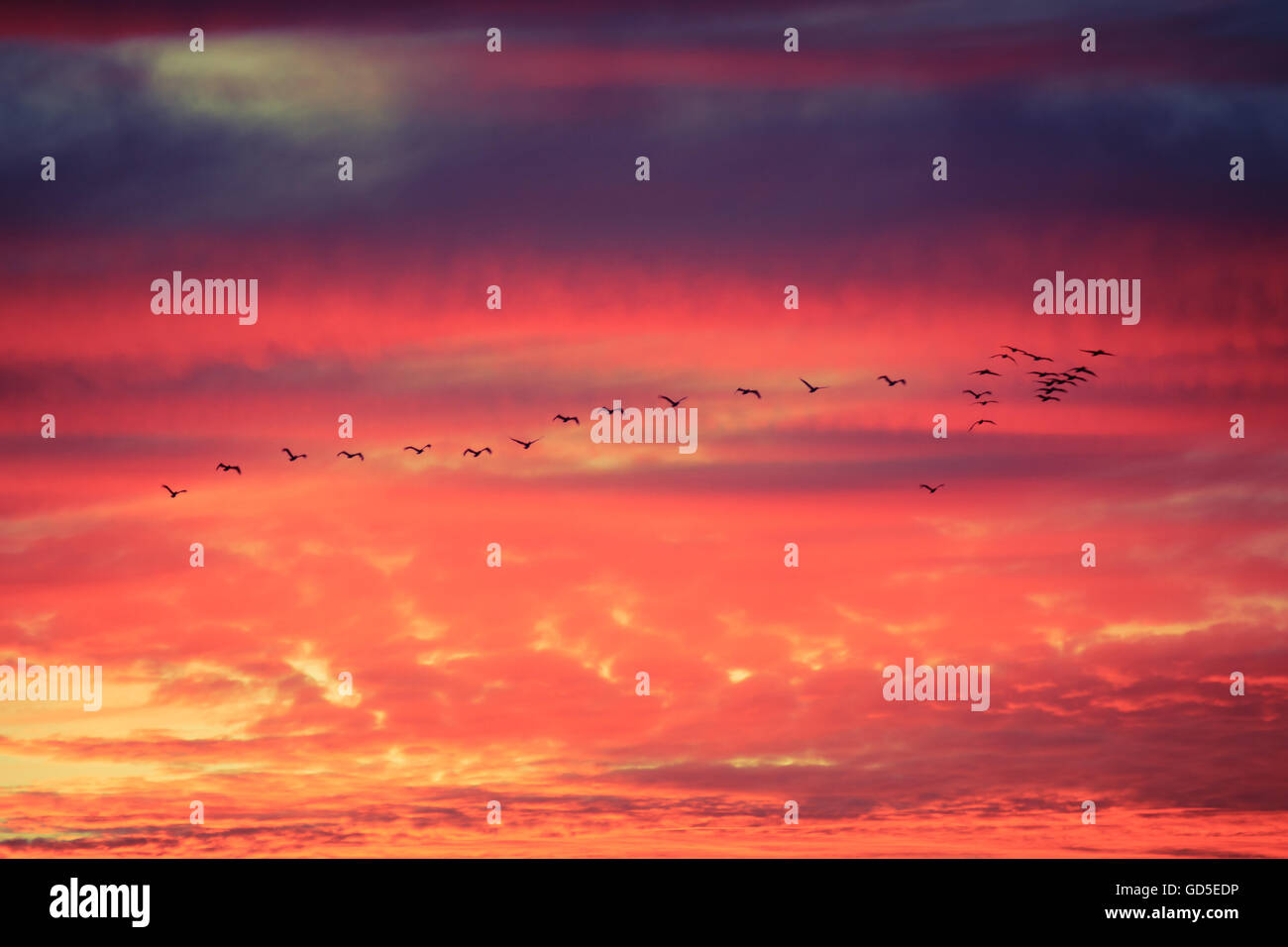 Sillhoutte di uccelli volare in formazione con drammatica nuvole al tramonto Foto Stock