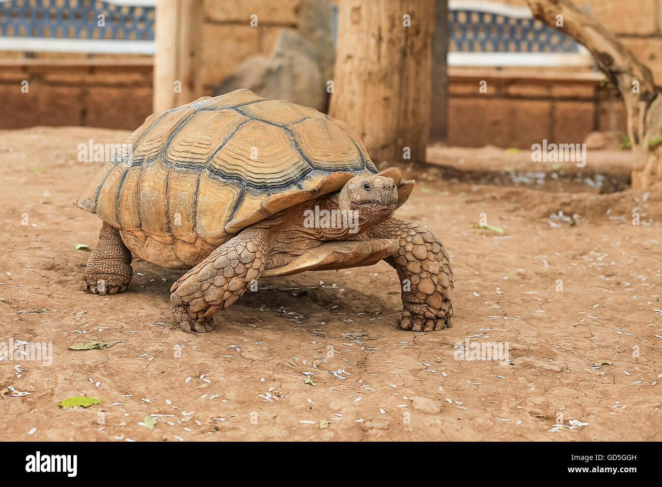 Spronato africana o tartaruga Sulcata tartaruga (Geochelone sulcata) Foto Stock