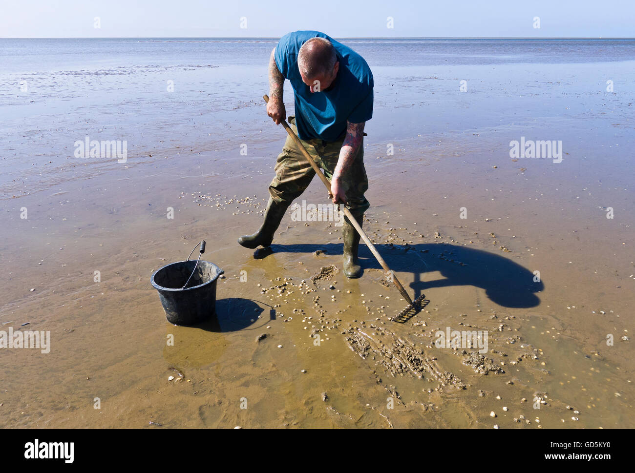 Un uomo la rastrellatura per cardidi su una spiaggia di Norfolk. Foto Stock
