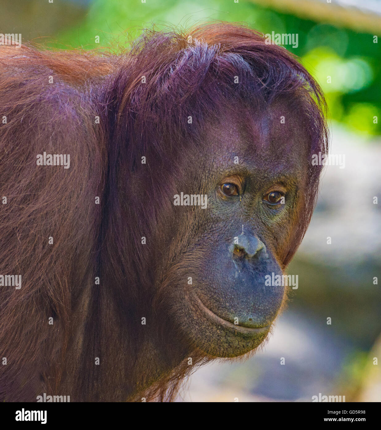 Orangutan Foto Stock