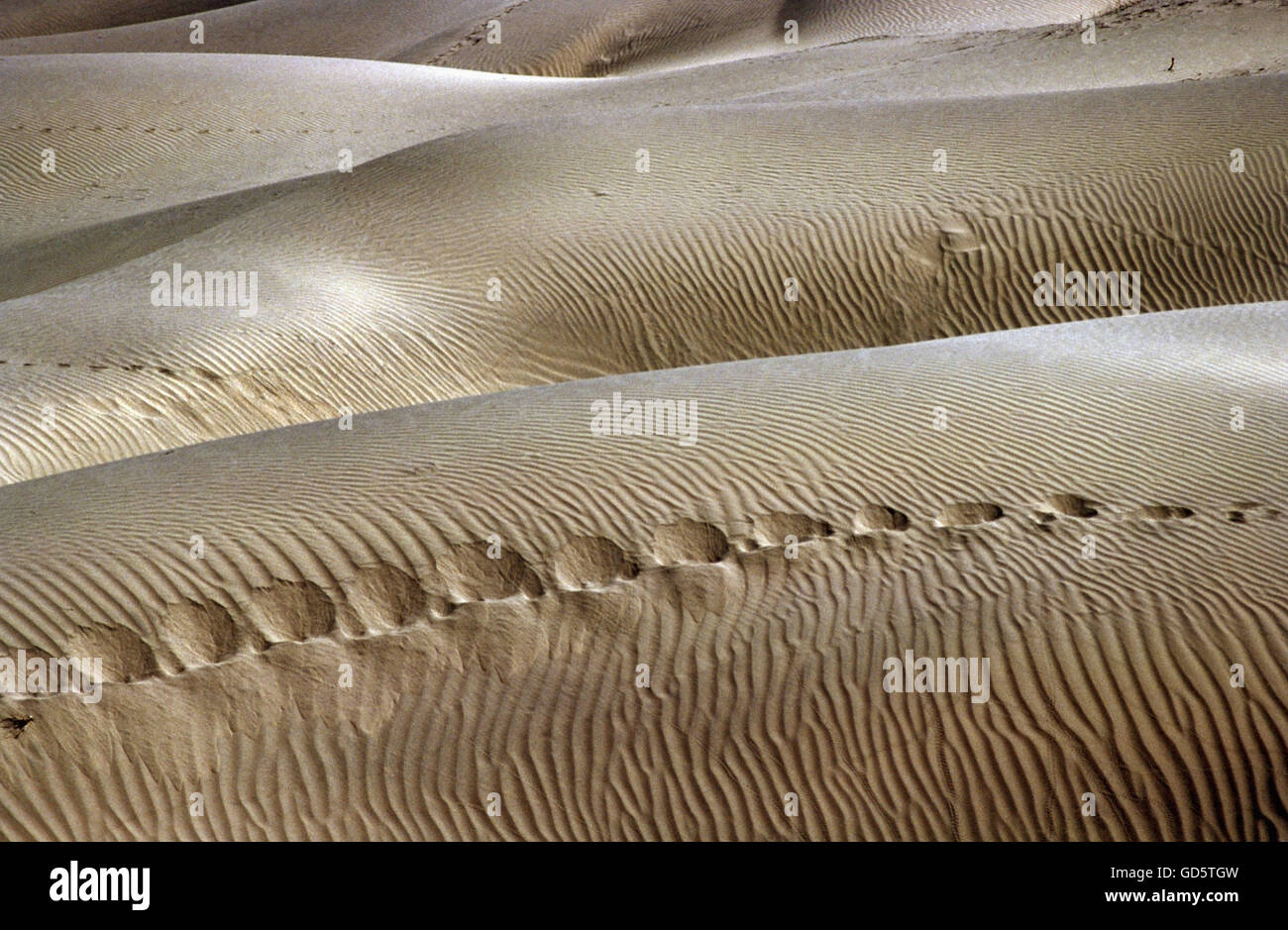 Dune di sabbia Foto Stock