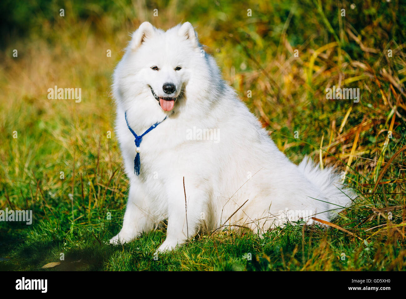 Funny felice incantevole bianco Pet Samoiedo cane all'aperto in estate Park. Cane sorridente. Foto Stock