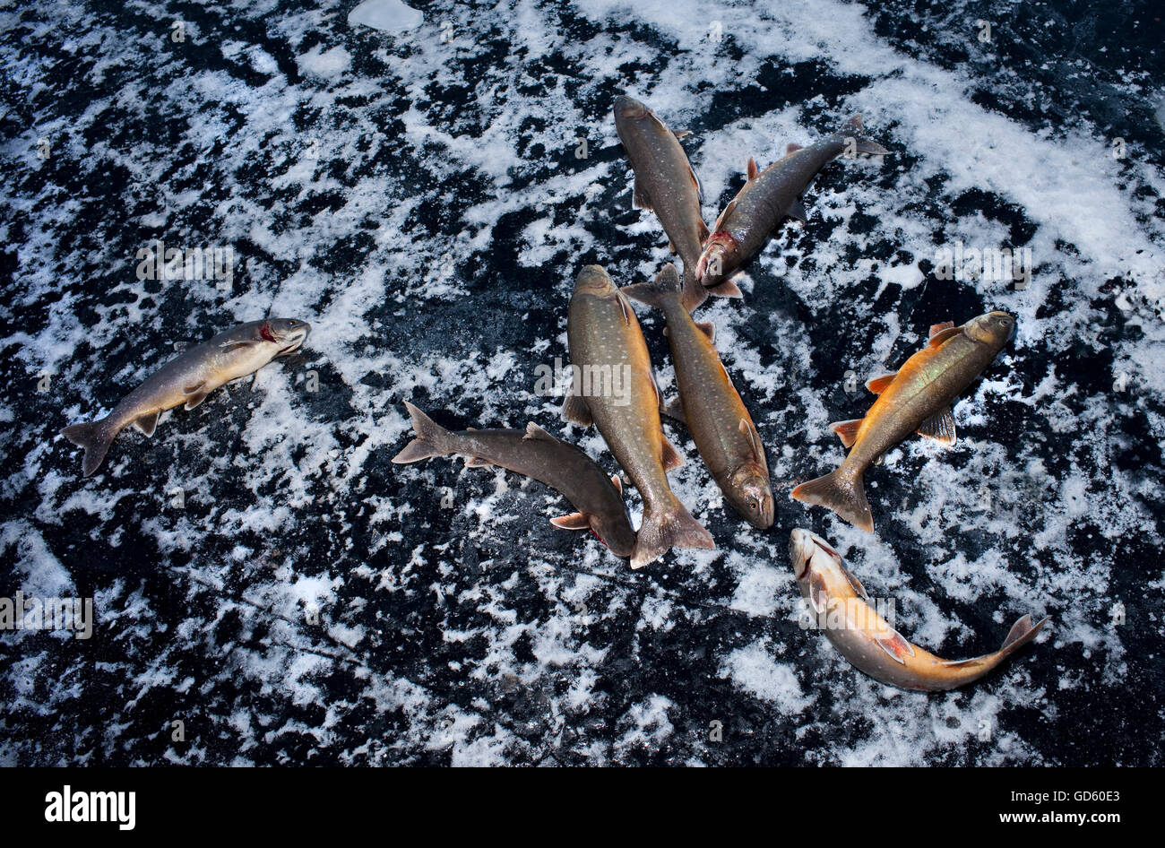 Pesca sul ghiaccio, trota artica, Lago Thingvellir, Islanda Foto Stock