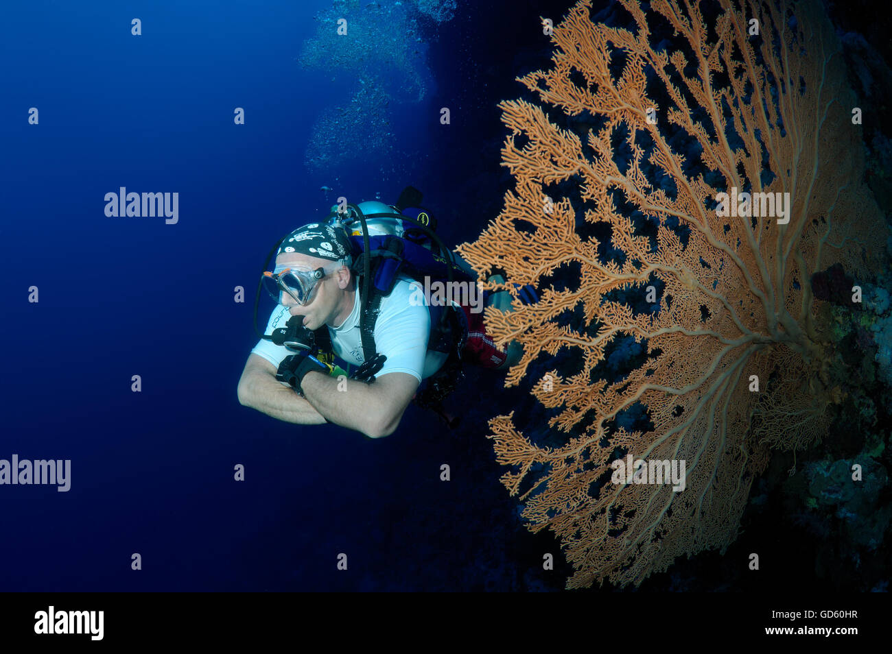 Voce maschile subacqueo con un soft coral - gorgonia seafan (Gorgonia flabellum), Mar Rosso, Egitto, Africa Foto Stock