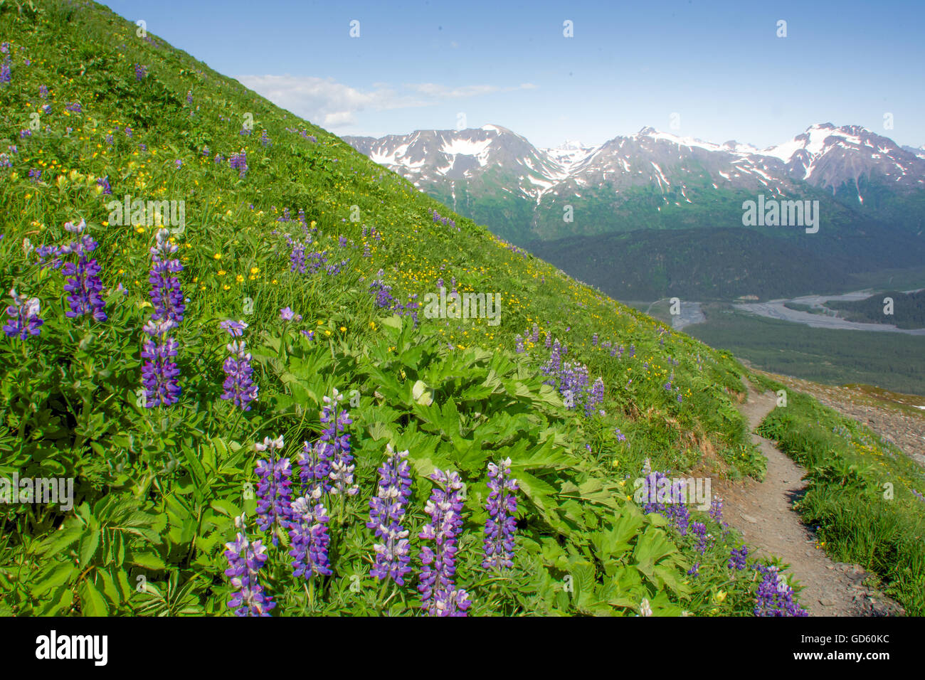 Exit Glacier Harding e campo di ghiaccio Trail, Seward, Penisola di Kenai, Alaska Foto Stock