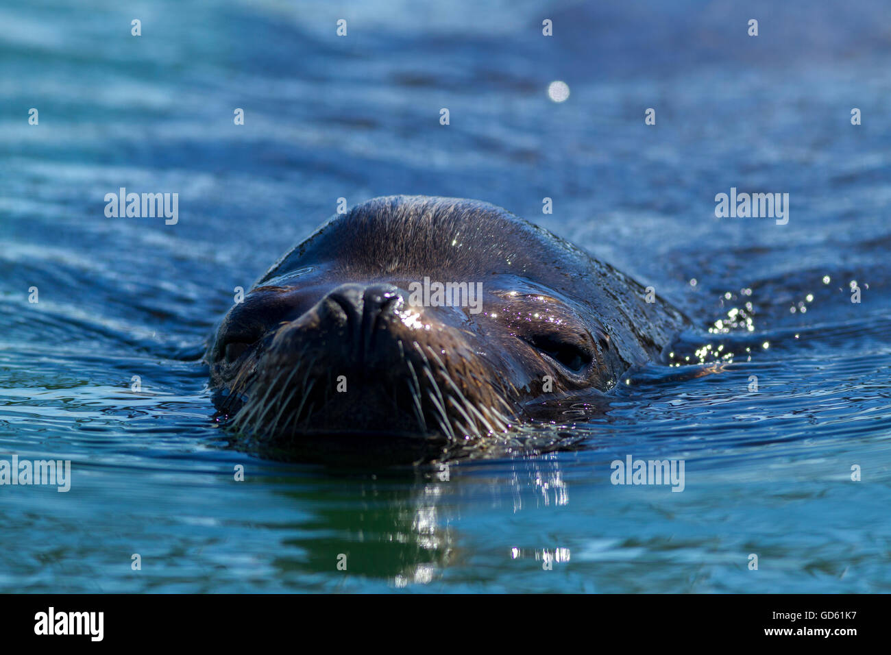 Chiusura del leone di mare in acqua. Foto Stock