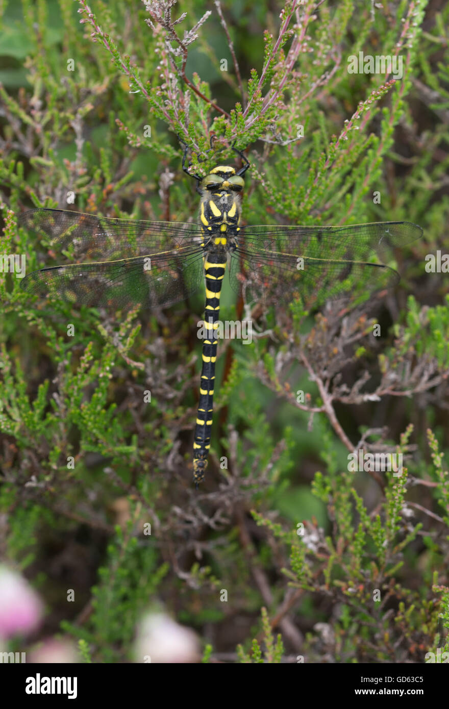 Golden-inanellati dragonfly (Cordulegaster boltonii) su heather in Berkshire, Inghilterra Foto Stock