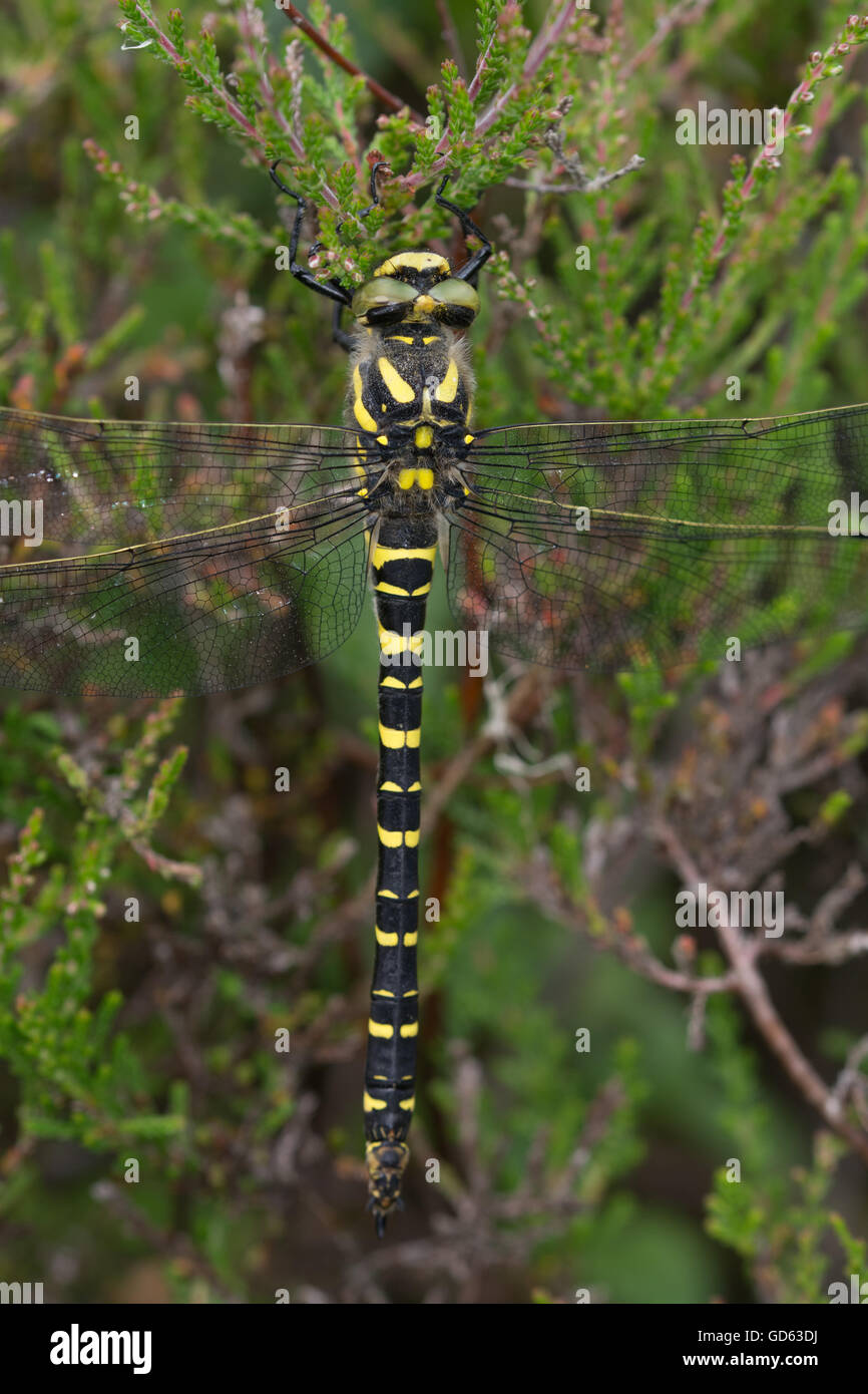 Golden-inanellati dragonfly (Cordulegaster boltonii) su heather in Berkshire, Inghilterra Foto Stock
