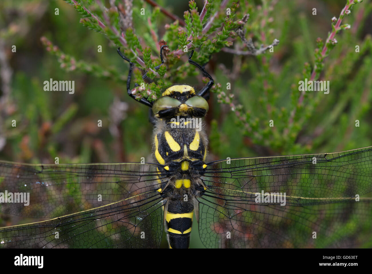 Close-up di golden-inanellati dragonfly (Cordulegaster boltonii) su heather in Berkshire, Inghilterra Foto Stock