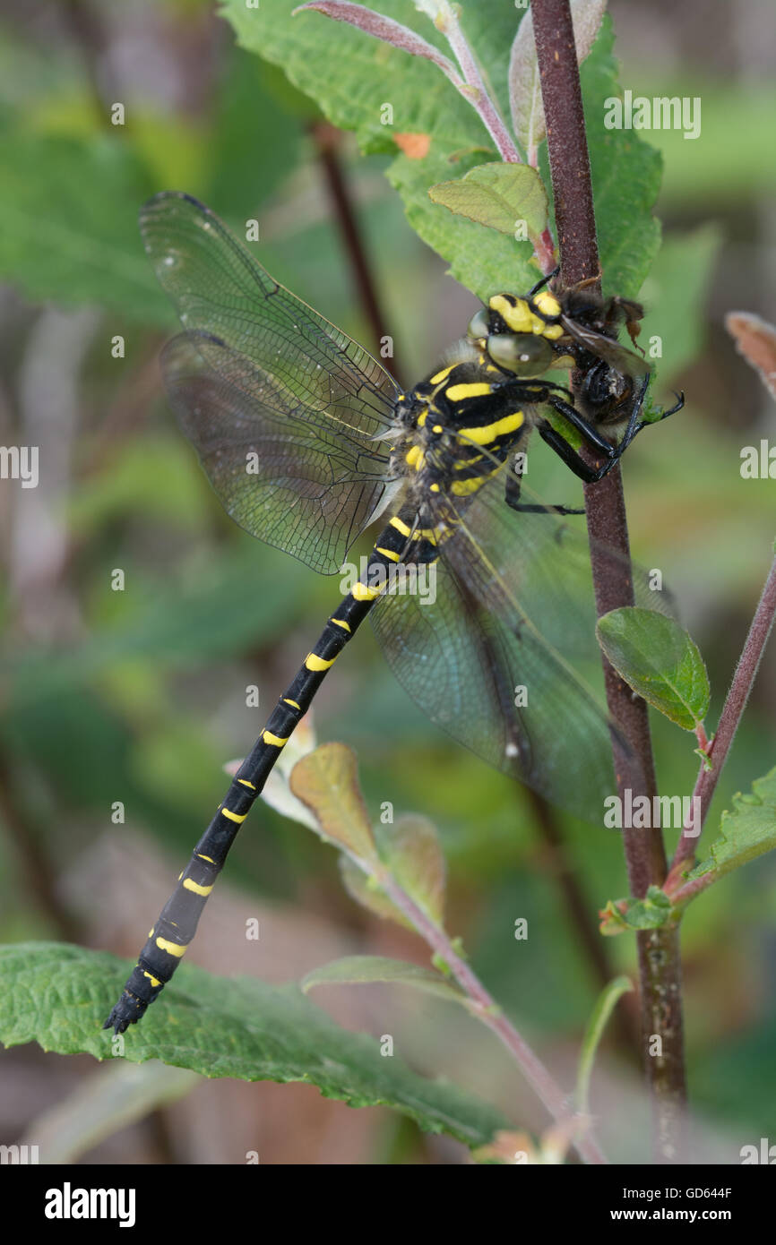Dragonfly ad anello dorato (Cordulegaster boltonii) nel Berkshire, Inghilterra, Regno Unito Foto Stock