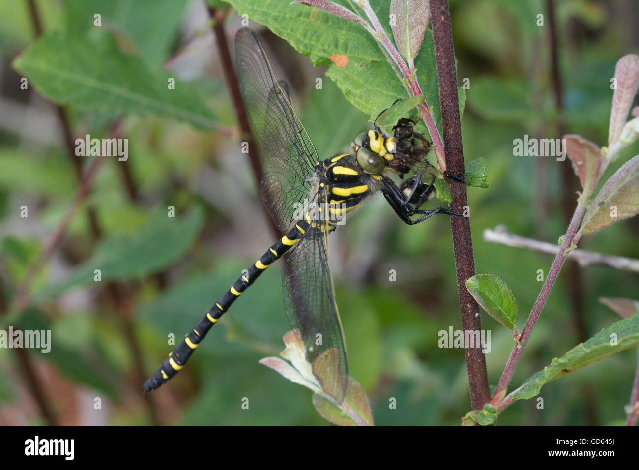 Dragonfly ad anello dorato (Cordulegaster boltonii) nel Berkshire, Inghilterra, Regno Unito Foto Stock