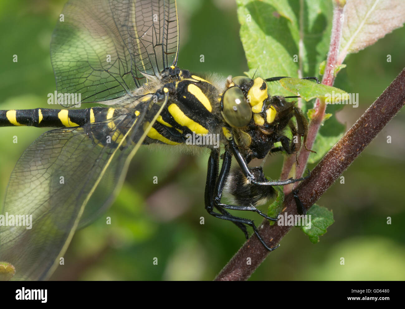Primo piano della dragonfly (Cordulegaster bollonii) che mangia un'ape nel Berkshire, Inghilterra, Regno Unito Foto Stock