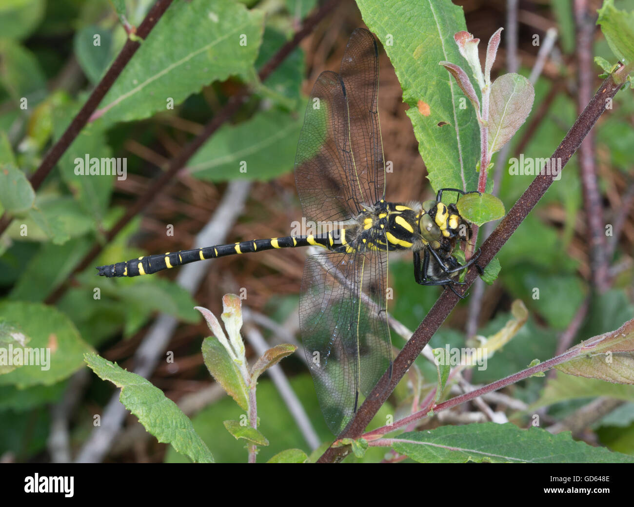 Dragonfly ad anello dorato (Cordulegaster boltonii) nel Berkshire, Inghilterra, Regno Unito Foto Stock