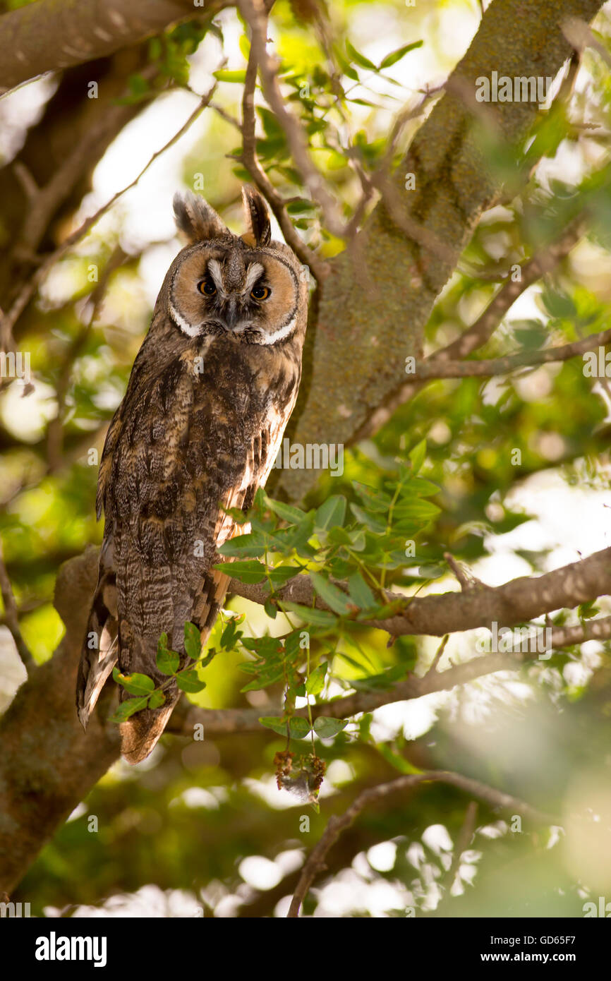 Gufo comune (Asio otus) in una struttura ad albero. Questo gufo abita bosco in prossimità di paese aperto tutto l'emisfero settentrionale. È str Foto Stock