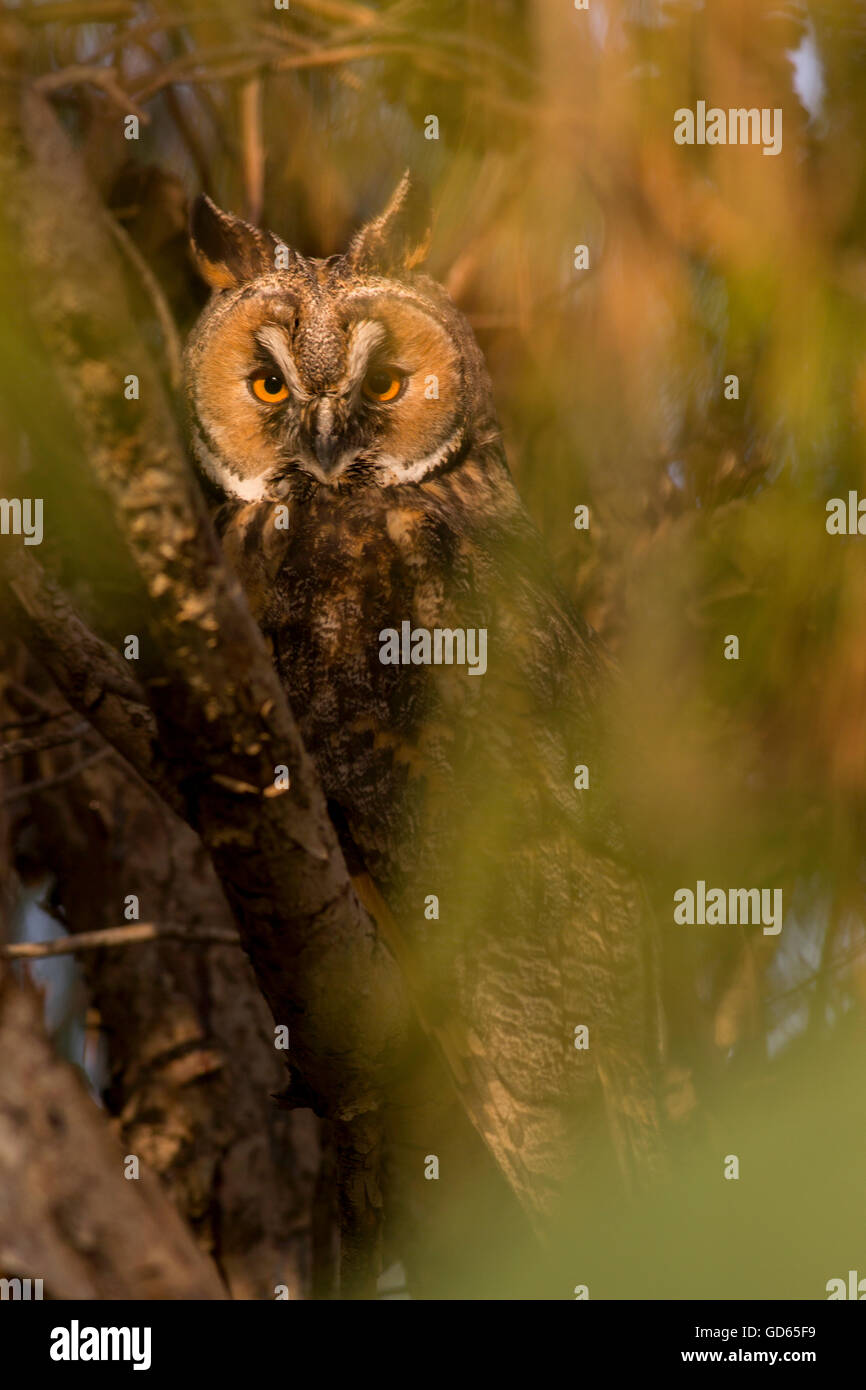 Gufo comune (Asio otus) in una struttura ad albero. Questo gufo abita bosco in prossimità di paese aperto tutto l'emisfero settentrionale. È str Foto Stock