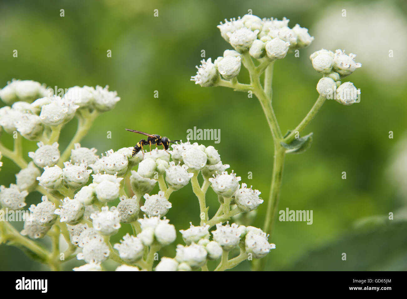 Chiusura del piccolo impianto in erba con fiori di colore bianco e un insetto foraggio per il polline Foto Stock