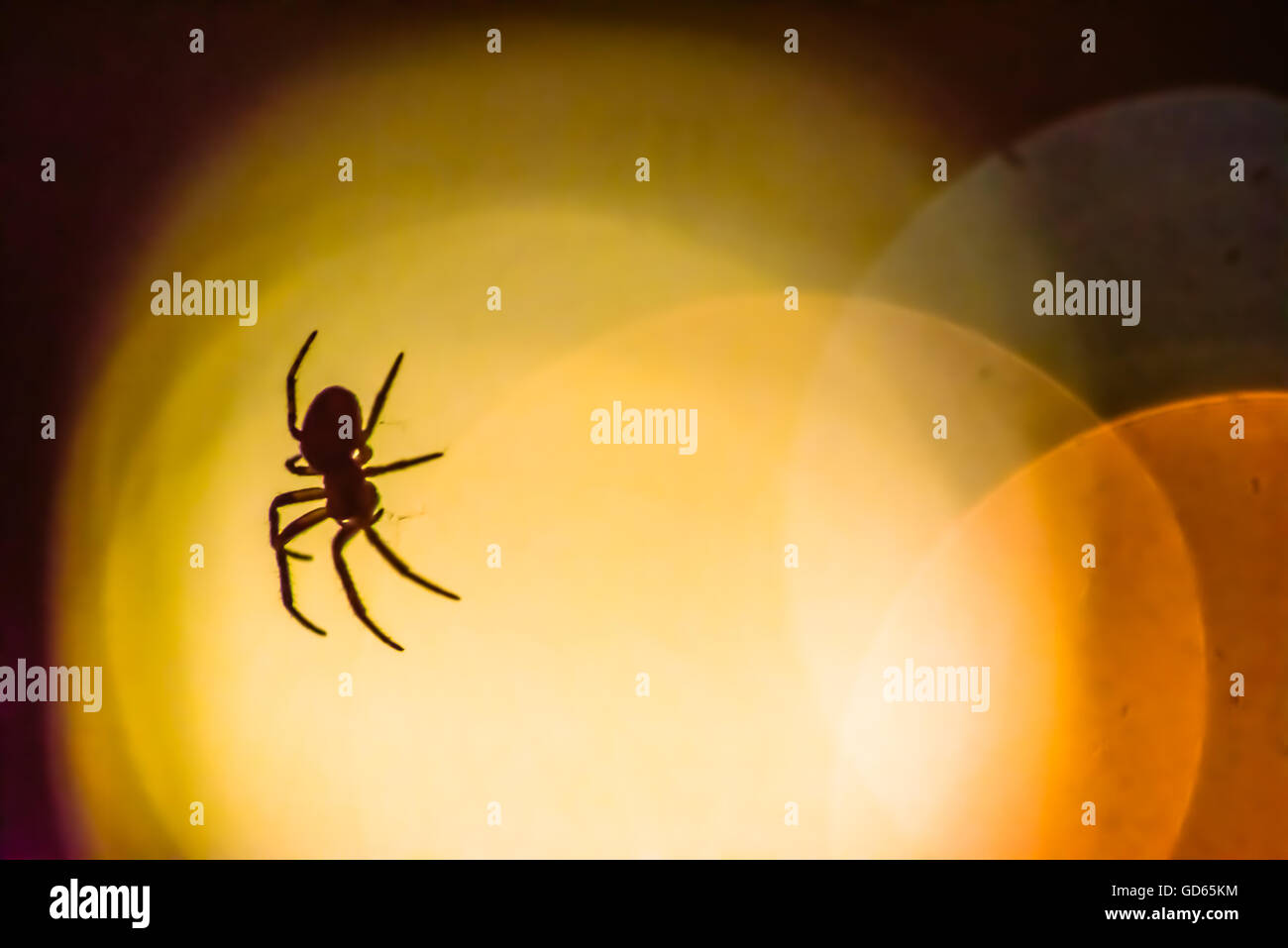 Spider stagliano contro un bokeh di arancio luminoso luci nel buio, vicino la vista d'angolo con spazio di copia Foto Stock